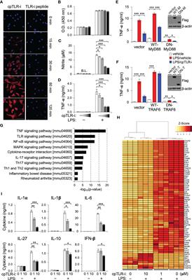 Cell-penetrating TLR inhibitor peptide alleviates ulcerative colitis by the functional modulation of macrophages